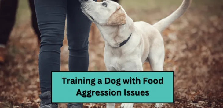 Szkolenie psa z problemami agresji pokarmowej