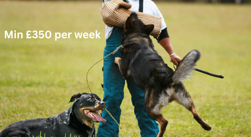 Koszt Schutzhunda' title='Koszt szkolenia Schutzhund