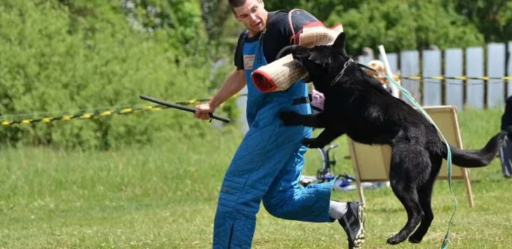 Koszt szkolenia Schutzhund