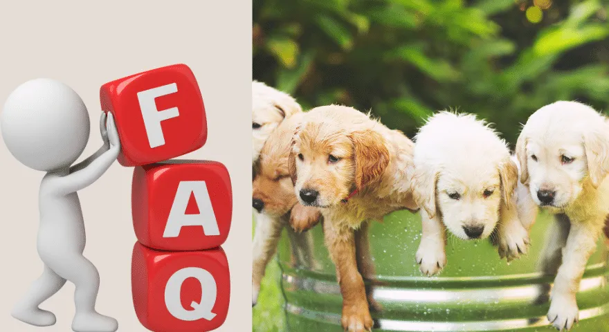FAQ Entraîner un chiot à sortir sur la propreté