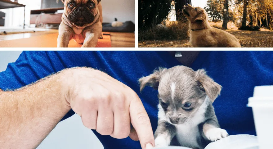 Etapy szkolenia szczeniąt