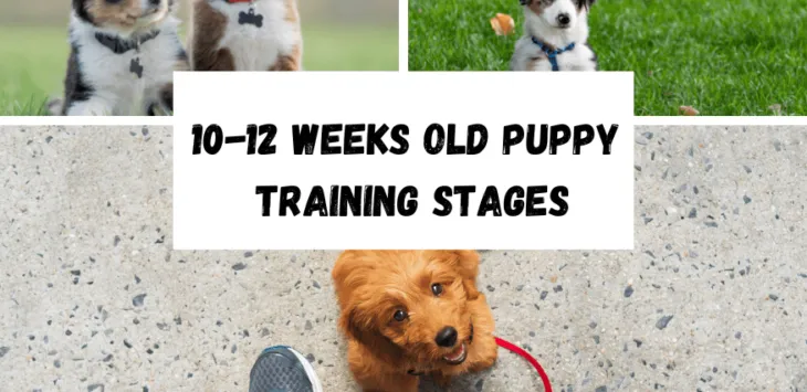 Etapy szkolenia szczeniąt w wieku 10–12 tygodni