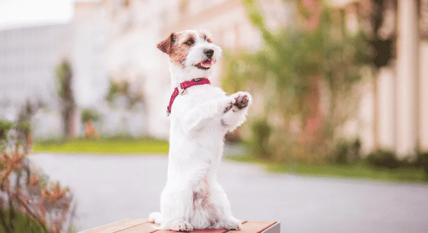 Stare etapy szkolenia szczeniąt