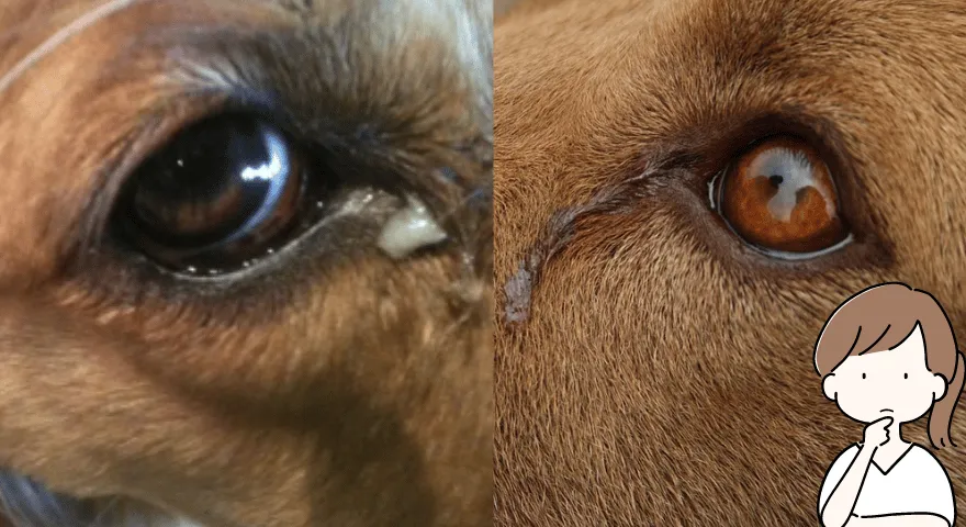 Dlaczego mój pies ma oczodoły?' title='Dlaczego mój pies ma oczka?