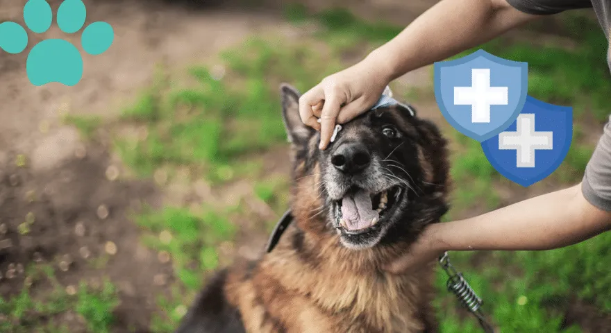 Dlaczego mój pies ma oczodoły?' title='Dlaczego mój pies ma oczka?