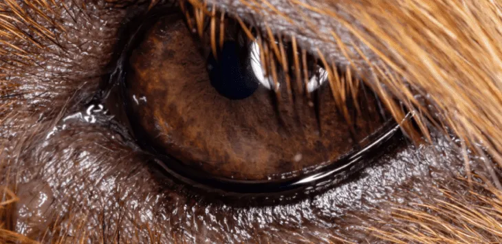 Dlaczego mój pies ma oczka?