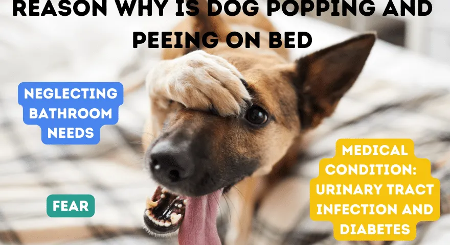 Powód, dla którego pies skacze i sika na łóżko' title='Dlaczego mój pies skacze i sika na moje łóżko?