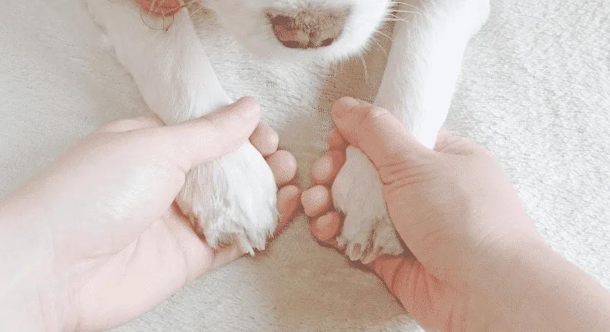 pies kopie się w nogę, a ty go drapiesz