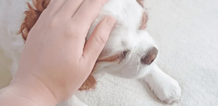 Dlaczego psy lubią być głaskane każdego dnia