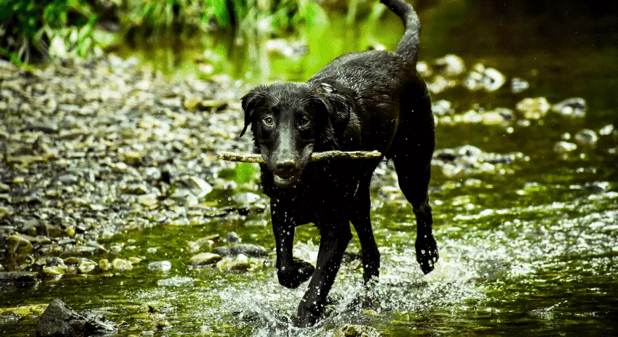 hond draagt ​​stok rivier