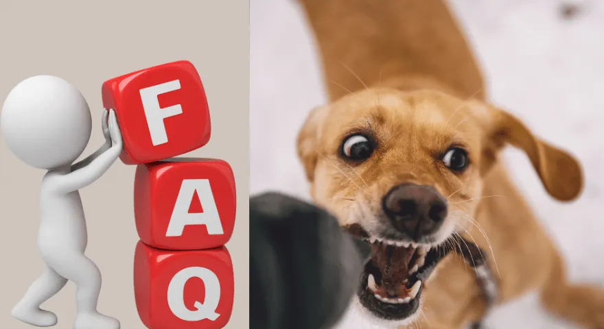 Waarom houden honden van stokken?