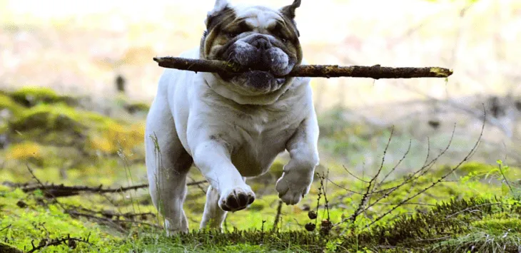 ¿Por qué a los perros les gustan los palos?