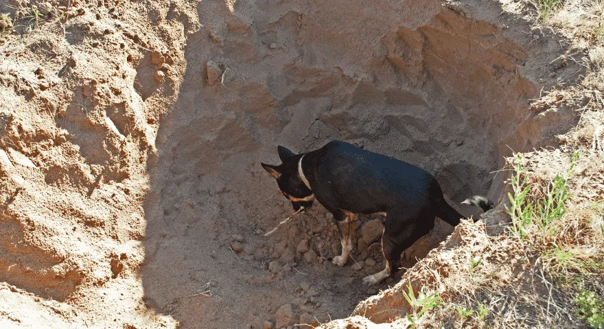 Pourquoi les chiens enterrent-ils les os ?