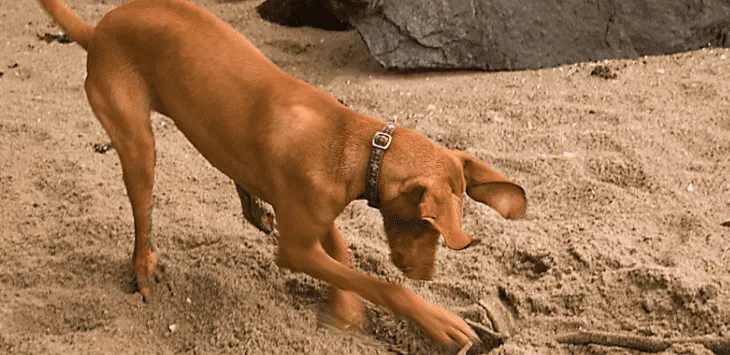 Pourquoi les chiens enterrent-ils les os ?