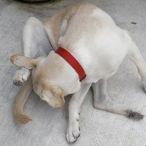 Dlaczego psy liżą swoje jądra