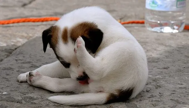 Hvorfor slikker hunde deres baller