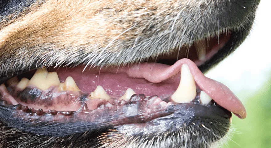 개가 핥고 나면 입이 떨리나요?