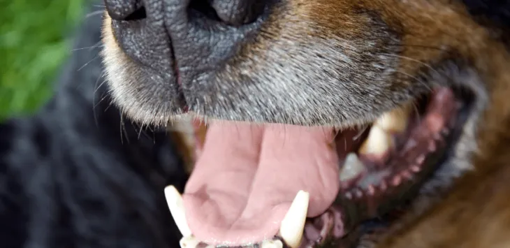 개가 핥고 나면 입이 떨리는 이유