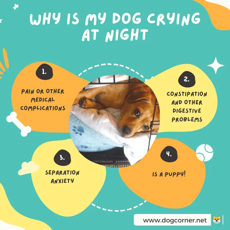 Grunner til at hunden min gråter om natten