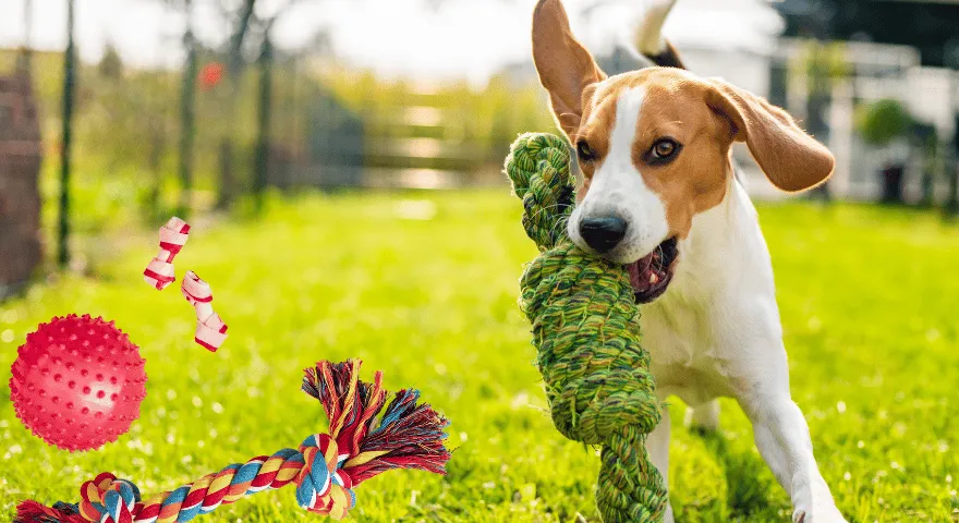 Psy toczą się na swoich zabawkach