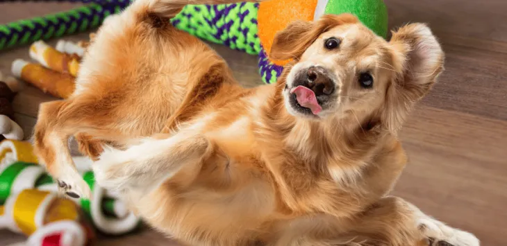 Hvorfor ruller hunder på lekene sine