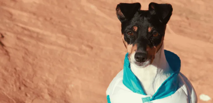 Miksi koirani seisoo päälläni? Onko se ongelma?