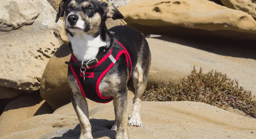 câine serios nervos sau anxios