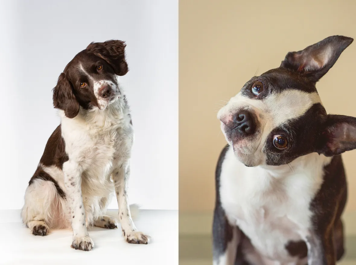 Warum neigen Hunde ihren Kopf?