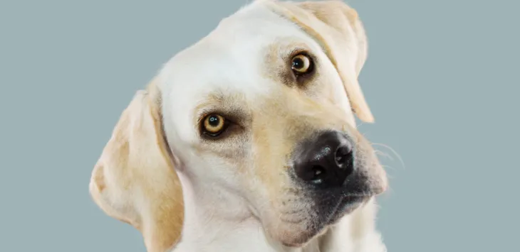 犬が話しかけると首をかしげるのはなぜですか?