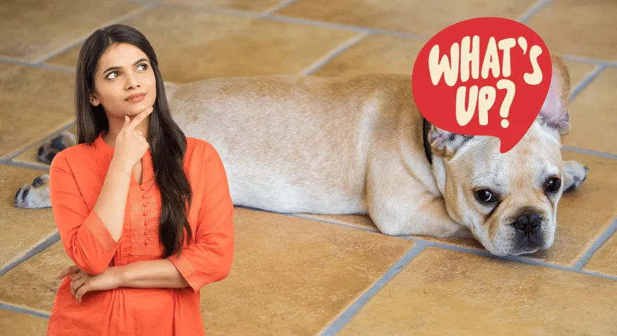 Perché i cani svolazzano