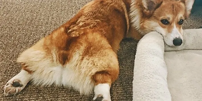 Perché i cani svolazzano