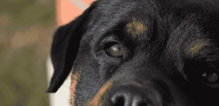 Per què els ulls del meu gos són vermells?