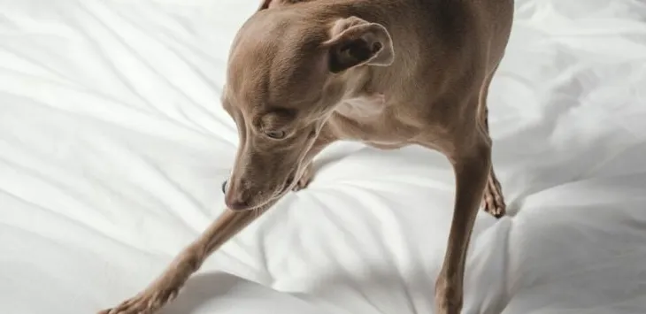 Dlaczego psy kopią w swoich łóżkach?