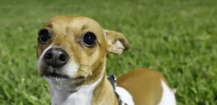 Por que os cães colocam as orelhas para trás?