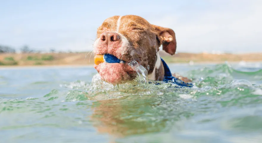 Twój pies jest nerwowy