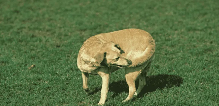 Prečo psi žuvajú chvosty