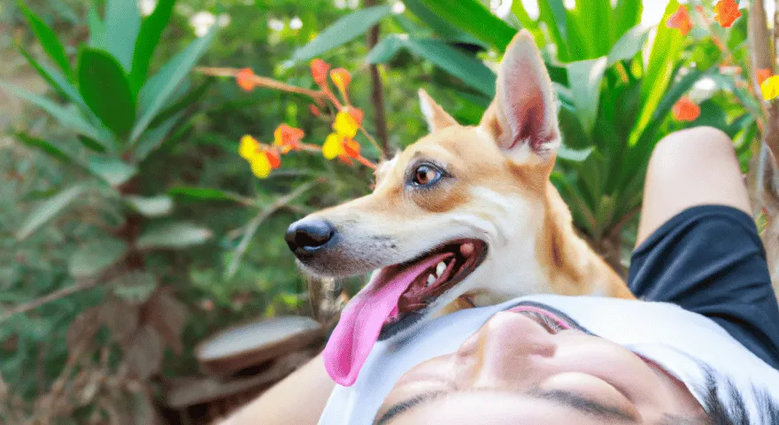 Psy kładą się na brzuchu właściciela' title='Dlaczego psy kładą się na brzuchu?