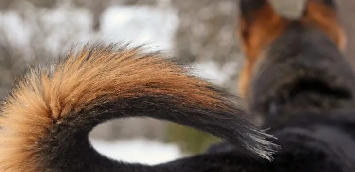 Hvorfor har hunder haler?