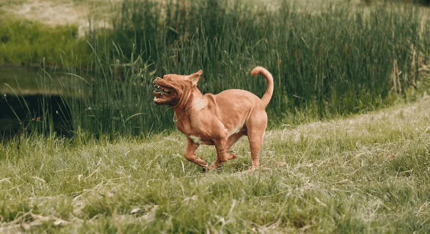 毛皮で覆われた友達をおならから救ってください