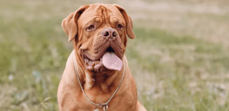 私の犬がおならをし続けるのはなぜですか?