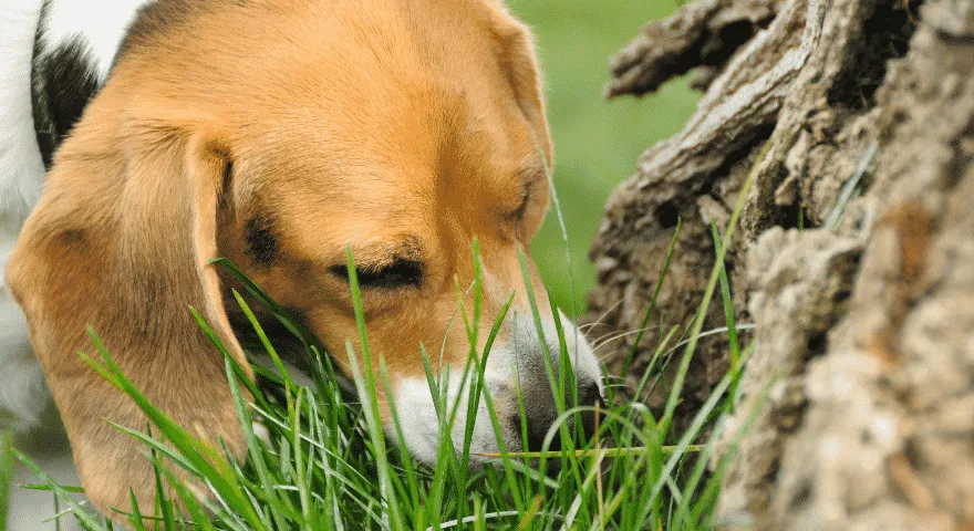 Научете кучето си да пикае на определено място