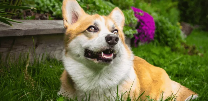 Женските кучета пикаят убиват трева