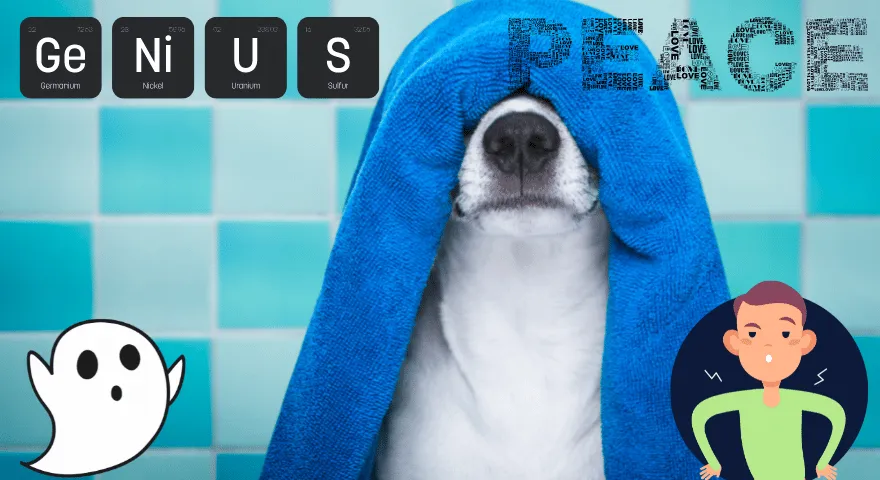 Dlaczego psy chowają się w łazience