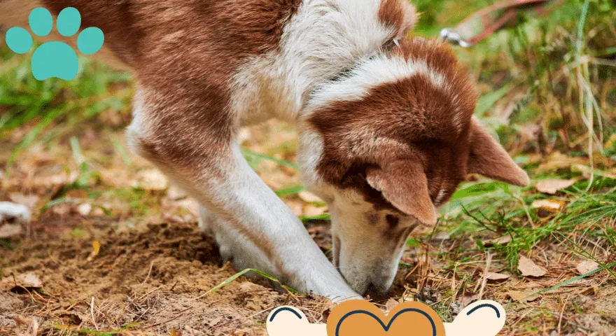 Okok, amiért a kutyák lyukat ásnak az udvaron