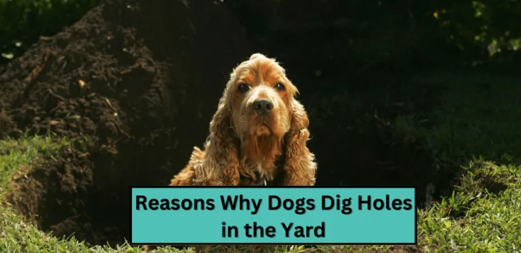 Anledningar till varför hundar gräver hål på gården