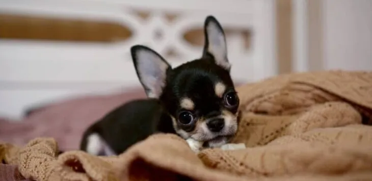 Waarom knabbelt mijn hond aan dekens?