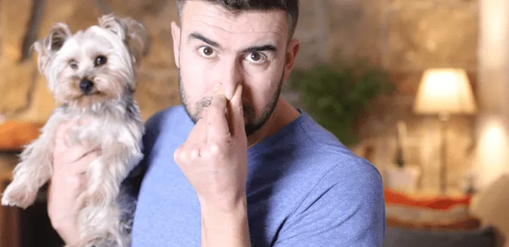 Hvorfor lugter min hund som Fritos?