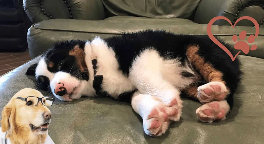 לגורים יש כפות ורודות