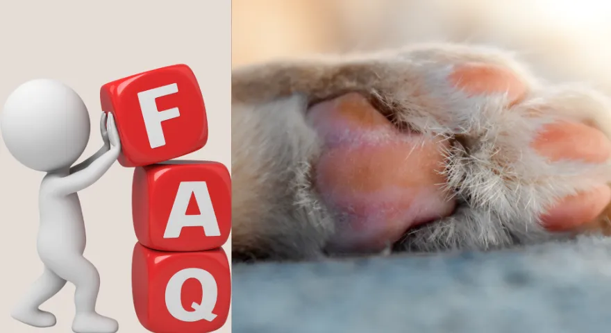 שאלות נפוצות מדוע כפות הכלב שלי ורודות