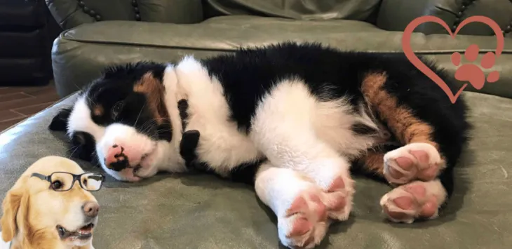 ¿Por qué las patas de mi perro son rosadas?